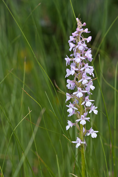 Orchidee di alta quota